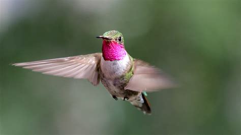 The Enchanting World of Hummingbirds: Tiny Wonders of Flight