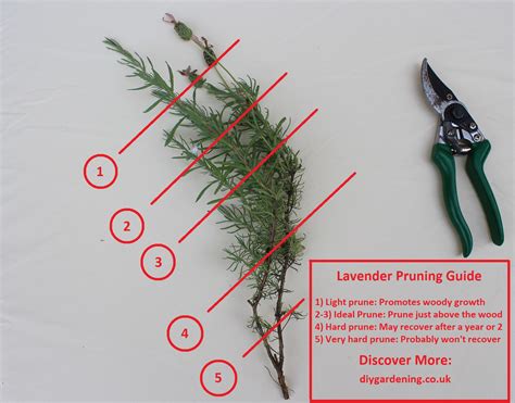 The Art of Pruning Lavender: Cultivating Blooms and Fragrance