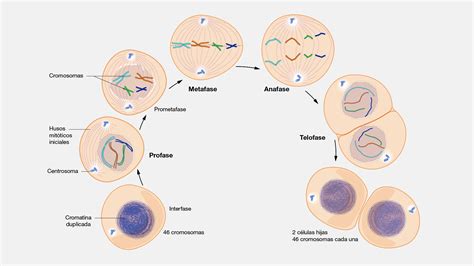 Mitosis Unveiled: Exploring Where Life's Blueprint Multiplies