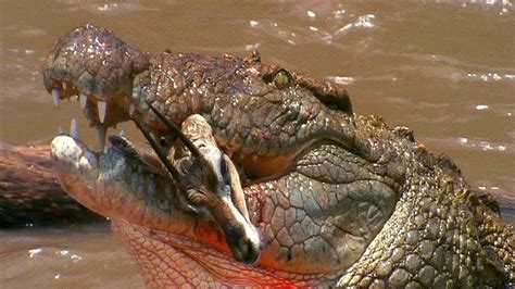 Nile Crocodile Bite Force PSI: Unveiling a Predator's Unmatched Power