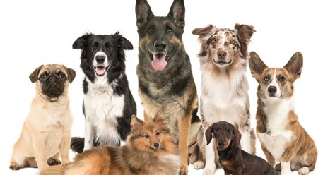 Unraveling the Definition of a Purebred: Lineage, Legacy, and Love