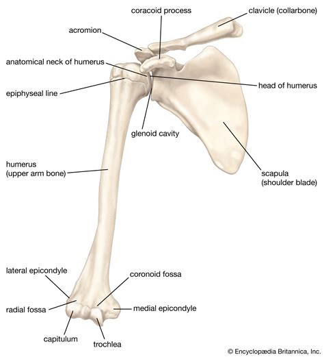 Unveiling the Scapula: Your Silent Architect of Shoulder Movement