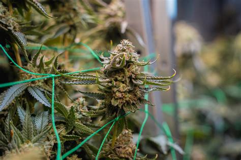 Seedfinder USA: Unlocking the Best Cannabis Genetics for Cultivators