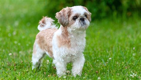 Exploring the Wonderful World of Shih Tzu Dogs: A Guide to Their Charm