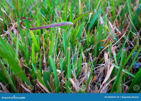 How to Achieve a Lush, Vibrant Green St. Augustine Grass Lawn