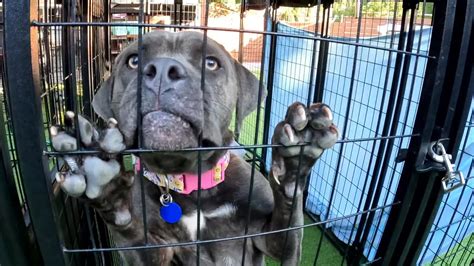 Finding Forever Homes: Supporting Tampa Animal Rescue Groups