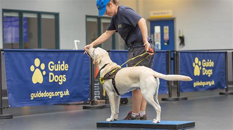 Training Guide Dogs UK: The Incredible Journey from Puppy to Lifesaving Partner