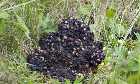 Unraveling Nature's Clues: A Guide to Wild Animal Scat Identification
