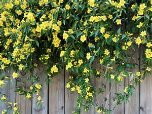 Vibrant Yellow Flowering Vines for Your Garden